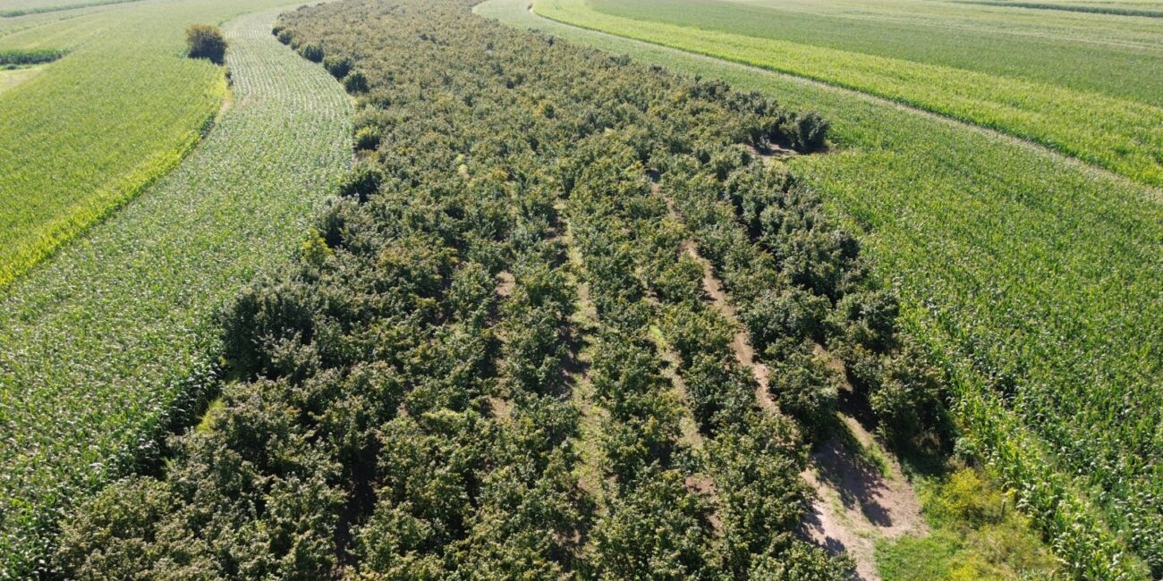 hazelnut_field_2