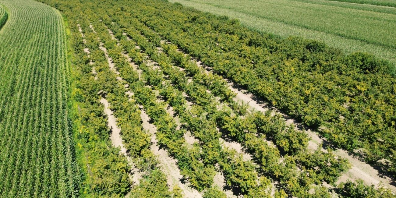 hazelnut_field_4